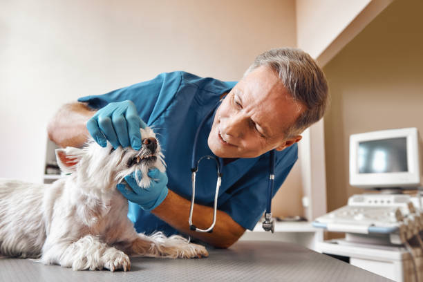 Best Emergency X-Rays and Diagnostics in Pahrump, NV